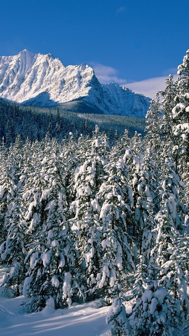 Pins et Montagnes Couverts de Neige Pendant la Journée. Wallpaper in 720x1280 Resolution