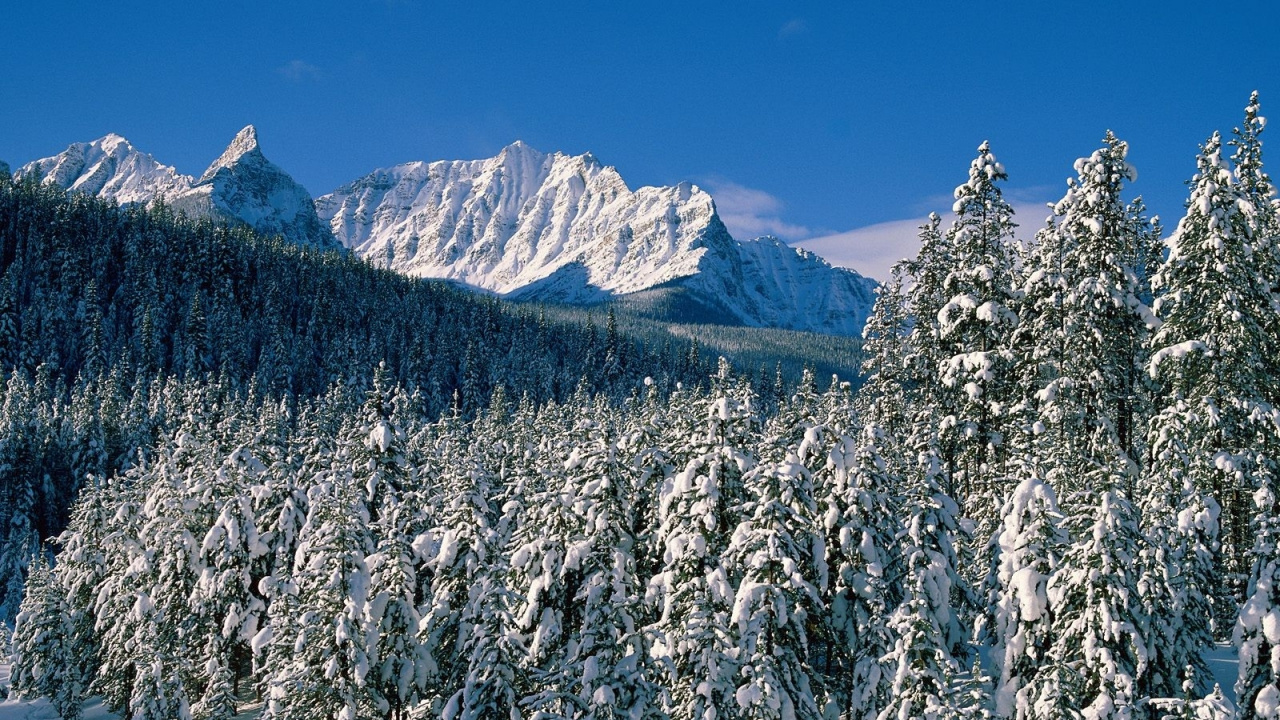 Schneebedeckte Kiefern Und Berge Tagsüber. Wallpaper in 1280x720 Resolution
