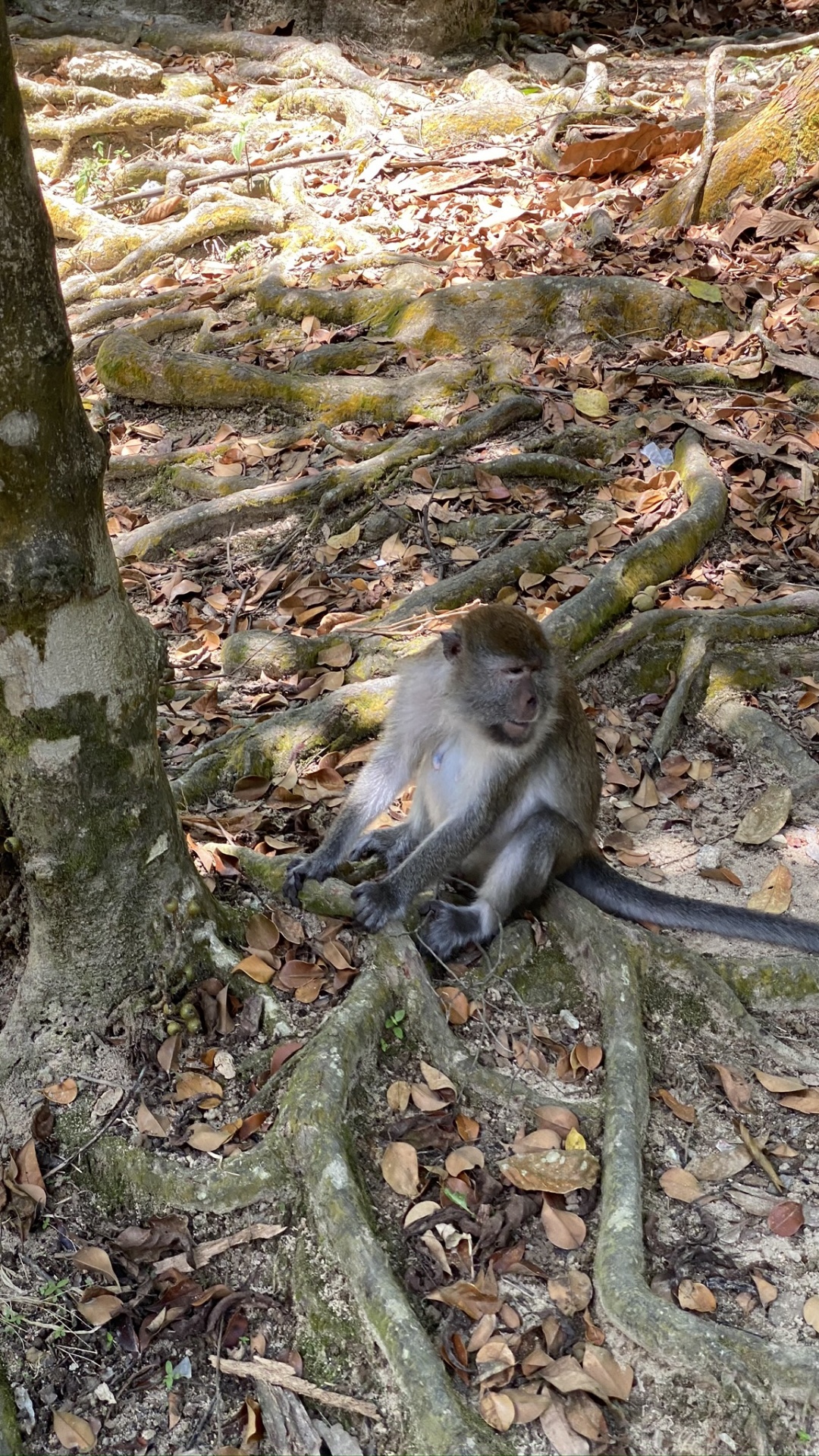 Macaques, Primate, New World Monkeys, Science, Nature. Wallpaper in 1080x1920 Resolution