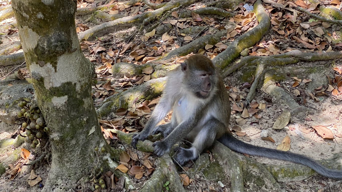 Macaques, Primate, New World Monkeys, Science, Nature. Wallpaper in 1366x768 Resolution