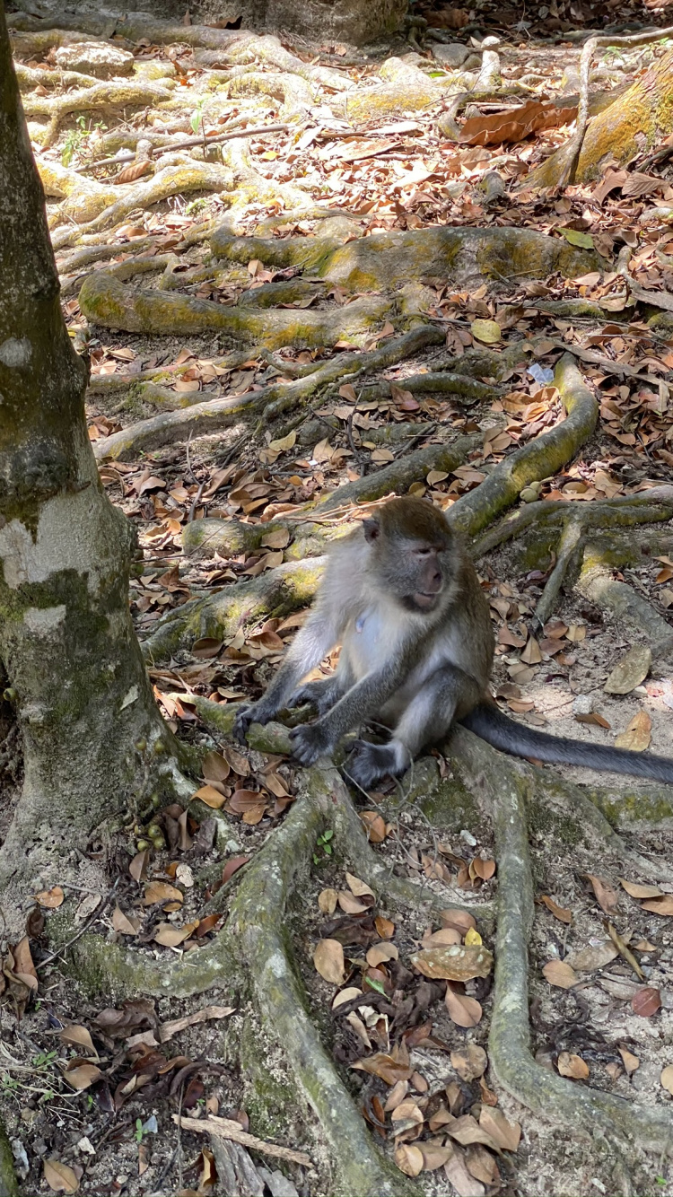 Macaques, Primate, New World Monkeys, Science, Nature. Wallpaper in 750x1334 Resolution
