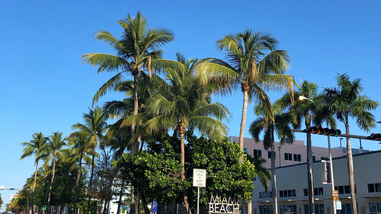 Palme, Dattelpalme, Gewässer, Road, Natur. Wallpaper in 1280x720 Resolution