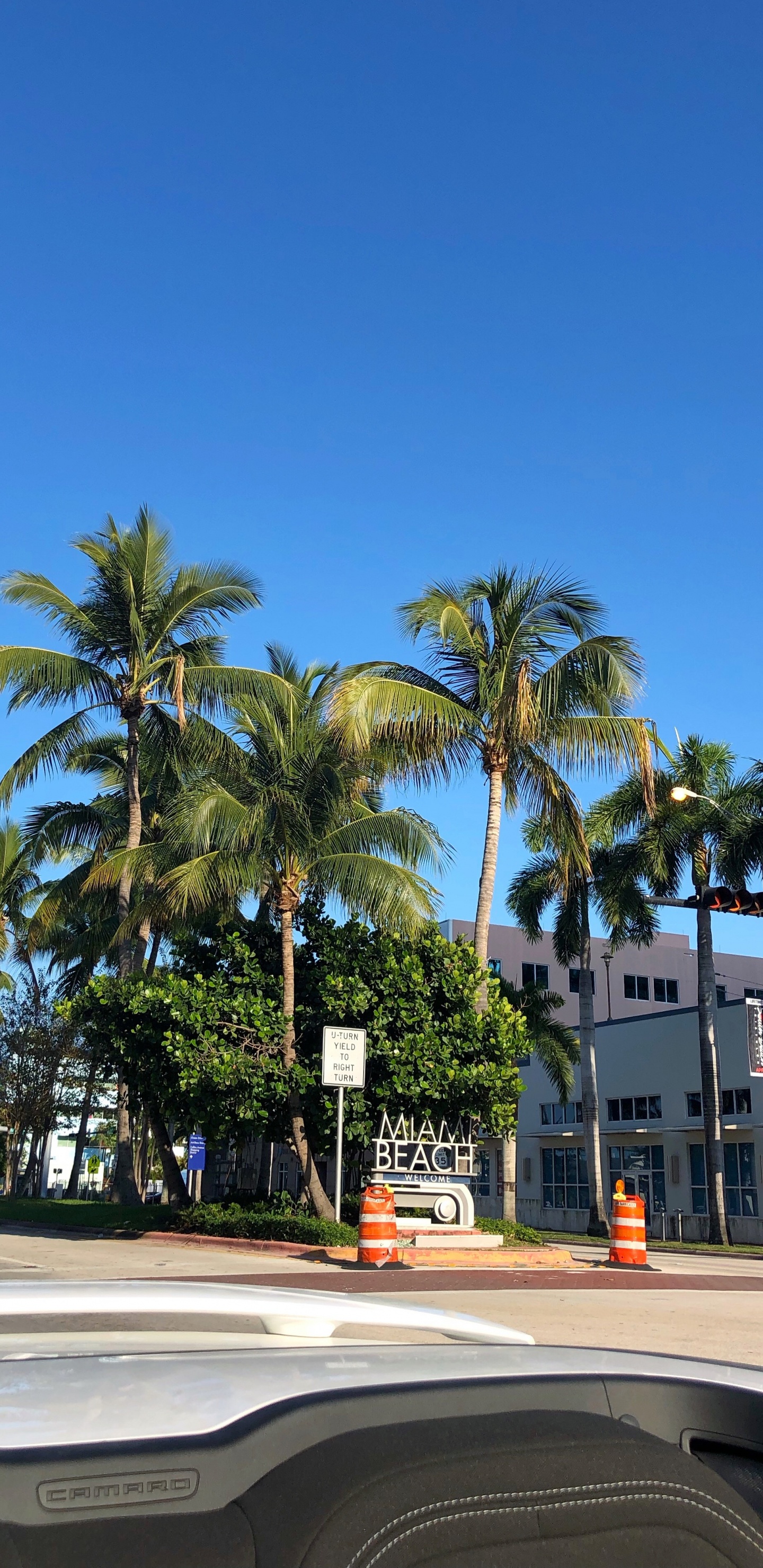 棕榈树, 枣椰树, 人体内的水, 性质, 植被 壁纸 1440x2960 允许