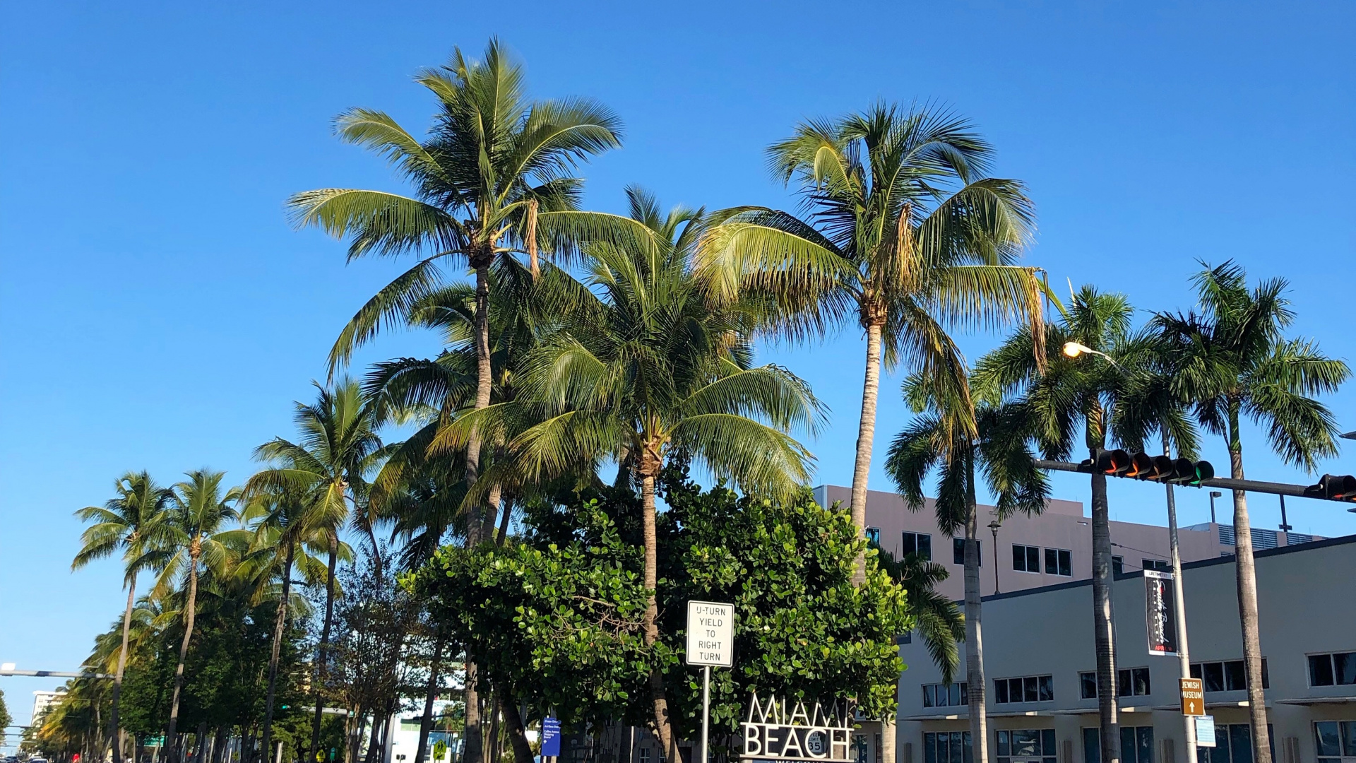 棕榈树, 枣椰树, 人体内的水, 性质, 植被 壁纸 1920x1080 允许