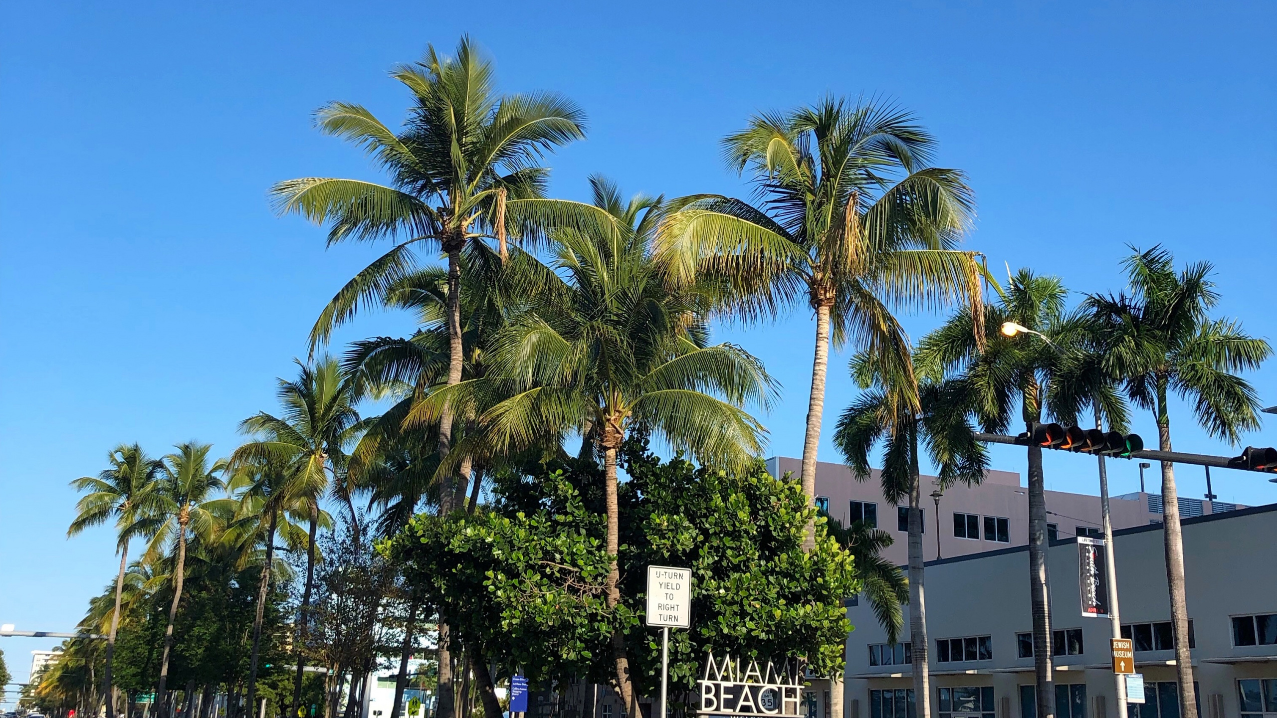 棕榈树, 枣椰树, 人体内的水, 性质, 植被 壁纸 2560x1440 允许