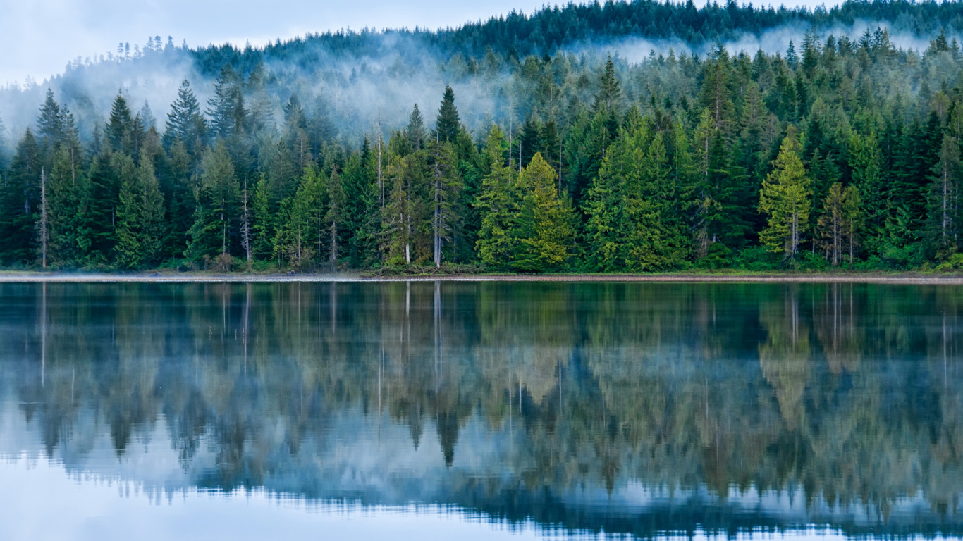 Arbres Verts à Côté D'un Plan D'eau Pendant la Journée. Wallpaper in 1366x768 Resolution