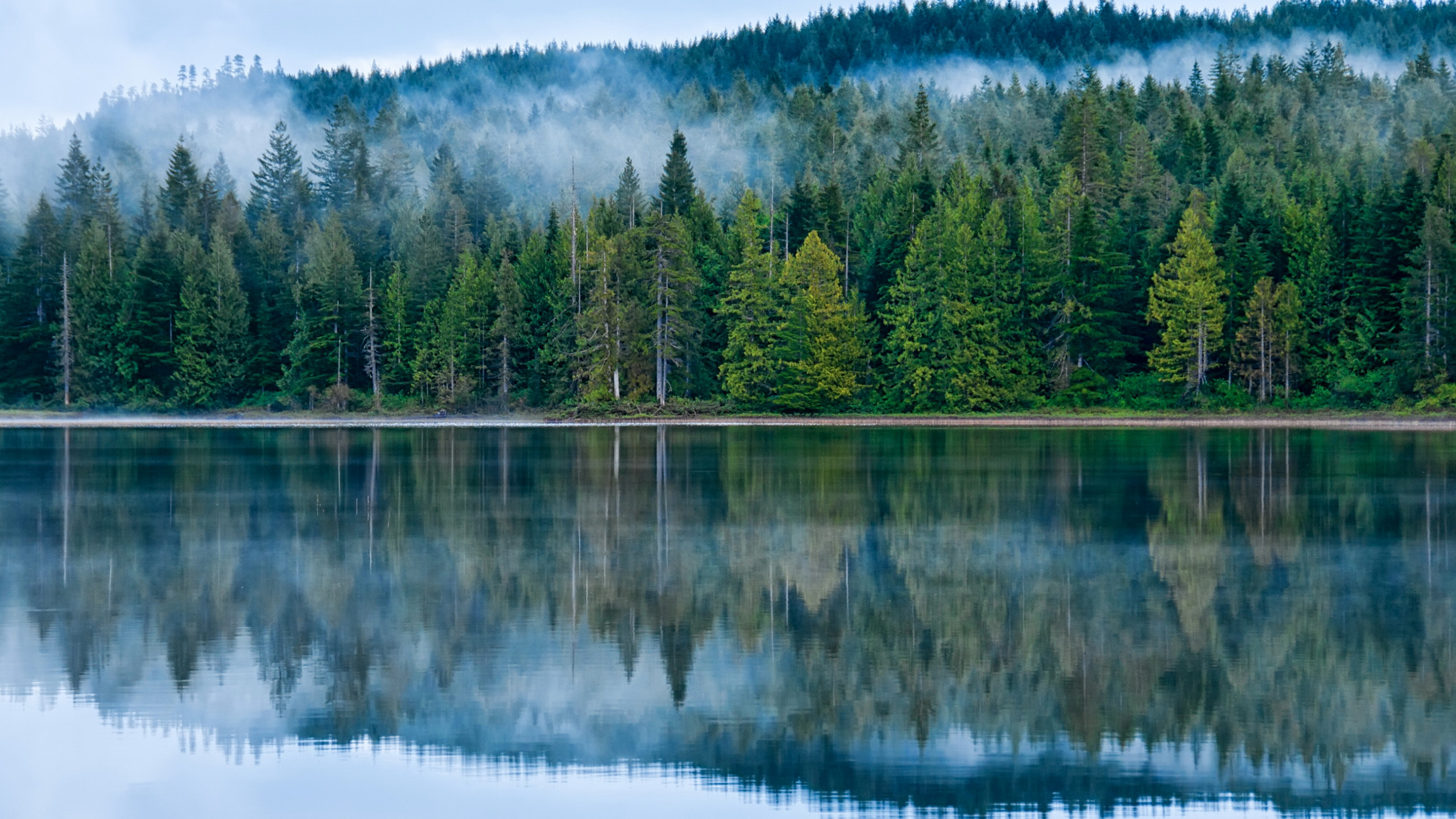 Green Trees Beside Body of Water During Daytime. Wallpaper in 2560x1440 Resolution