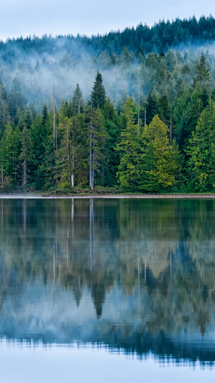 Green Trees Beside Body of Water During Daytime. Wallpaper in 750x1334 Resolution