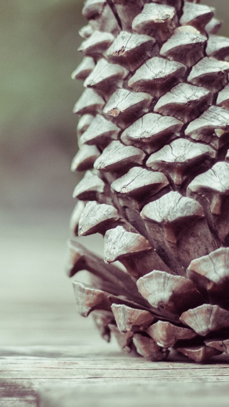 Brown Pine Cone on Brown Wooden Plank. Wallpaper in 750x1334 Resolution