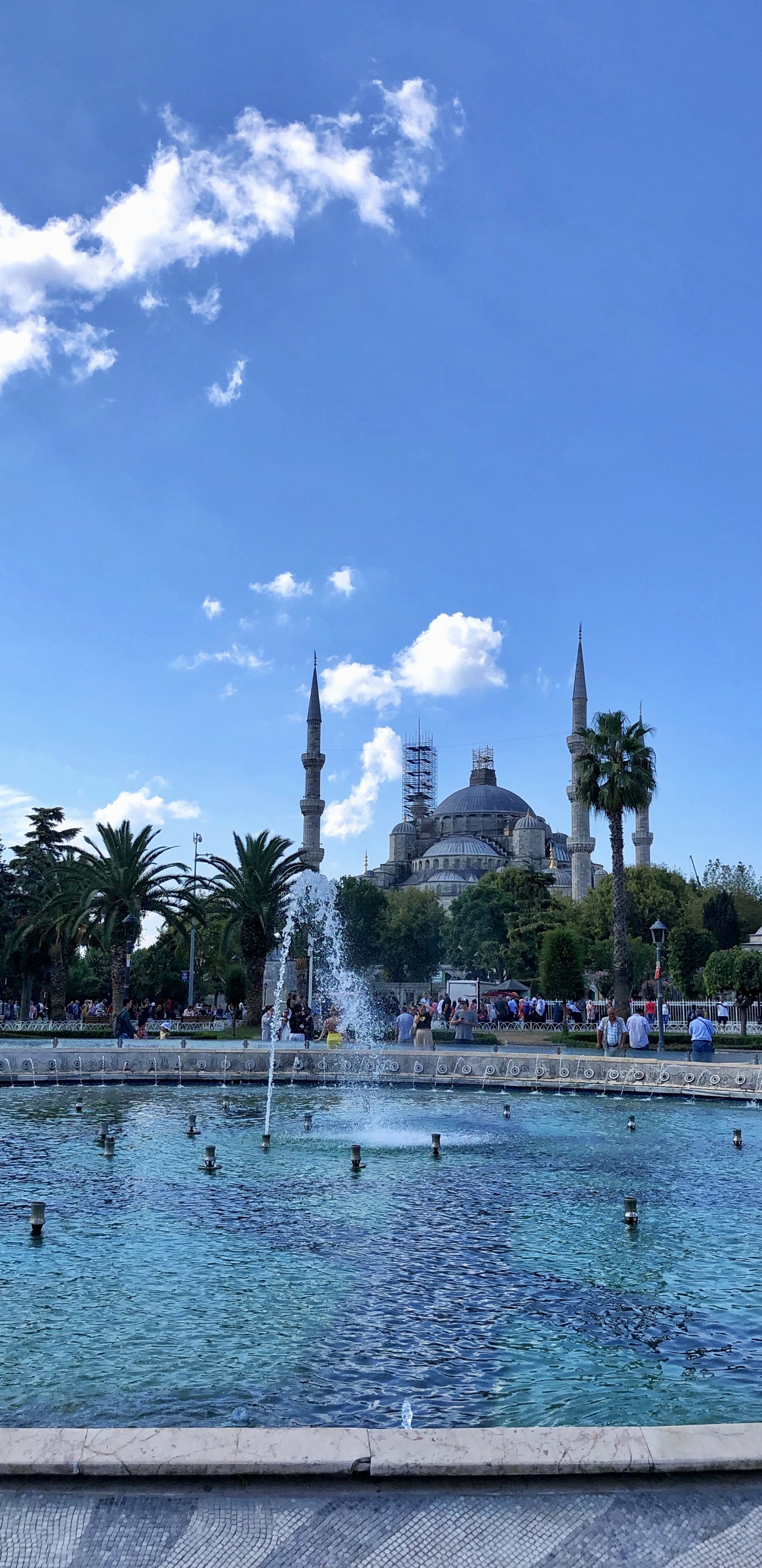 Palme, Gewässer, Wasser, Wasserressourcen, Stadt. Wallpaper in 1440x2960 Resolution