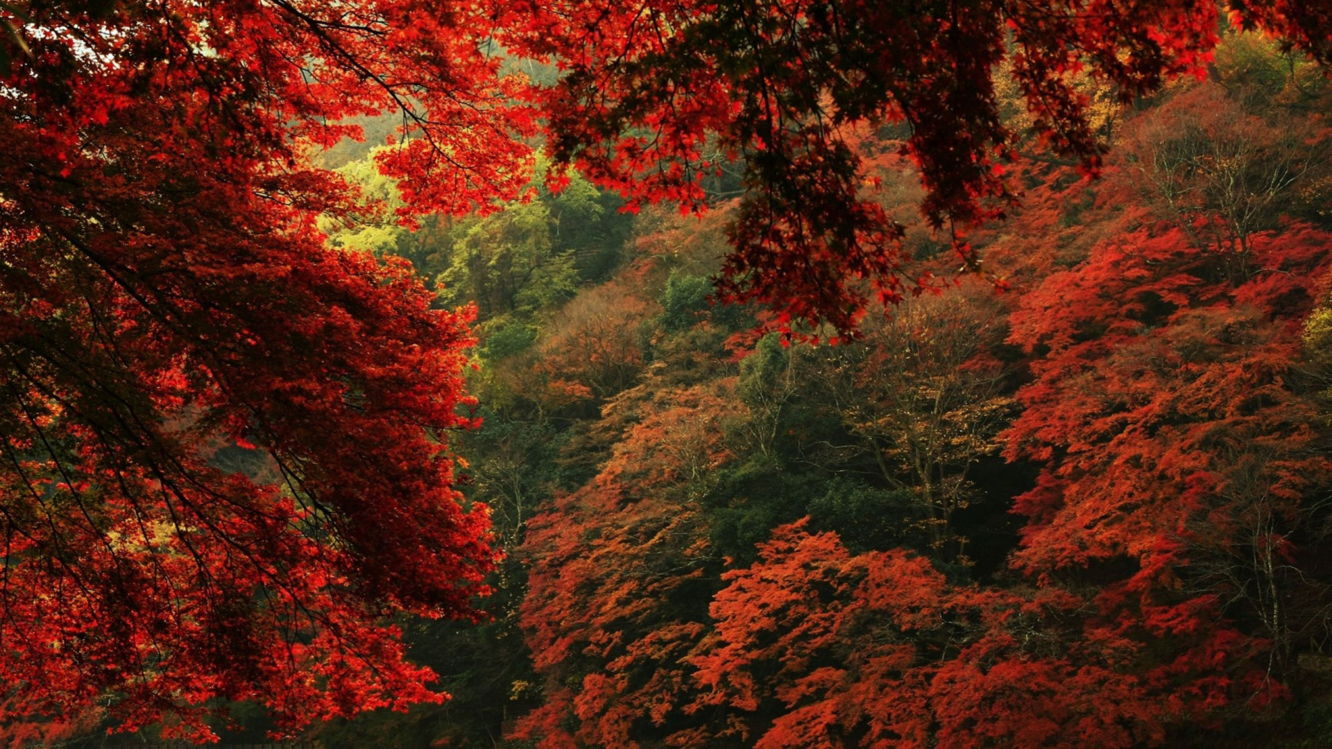 Rote Und Gelbe Blattbäume in Der Nähe Des Flusses. Wallpaper in 1920x1080 Resolution