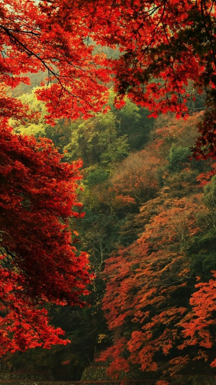 Árboles de Hojas Rojas y Amarillas Cerca Del Río. Wallpaper in 750x1334 Resolution