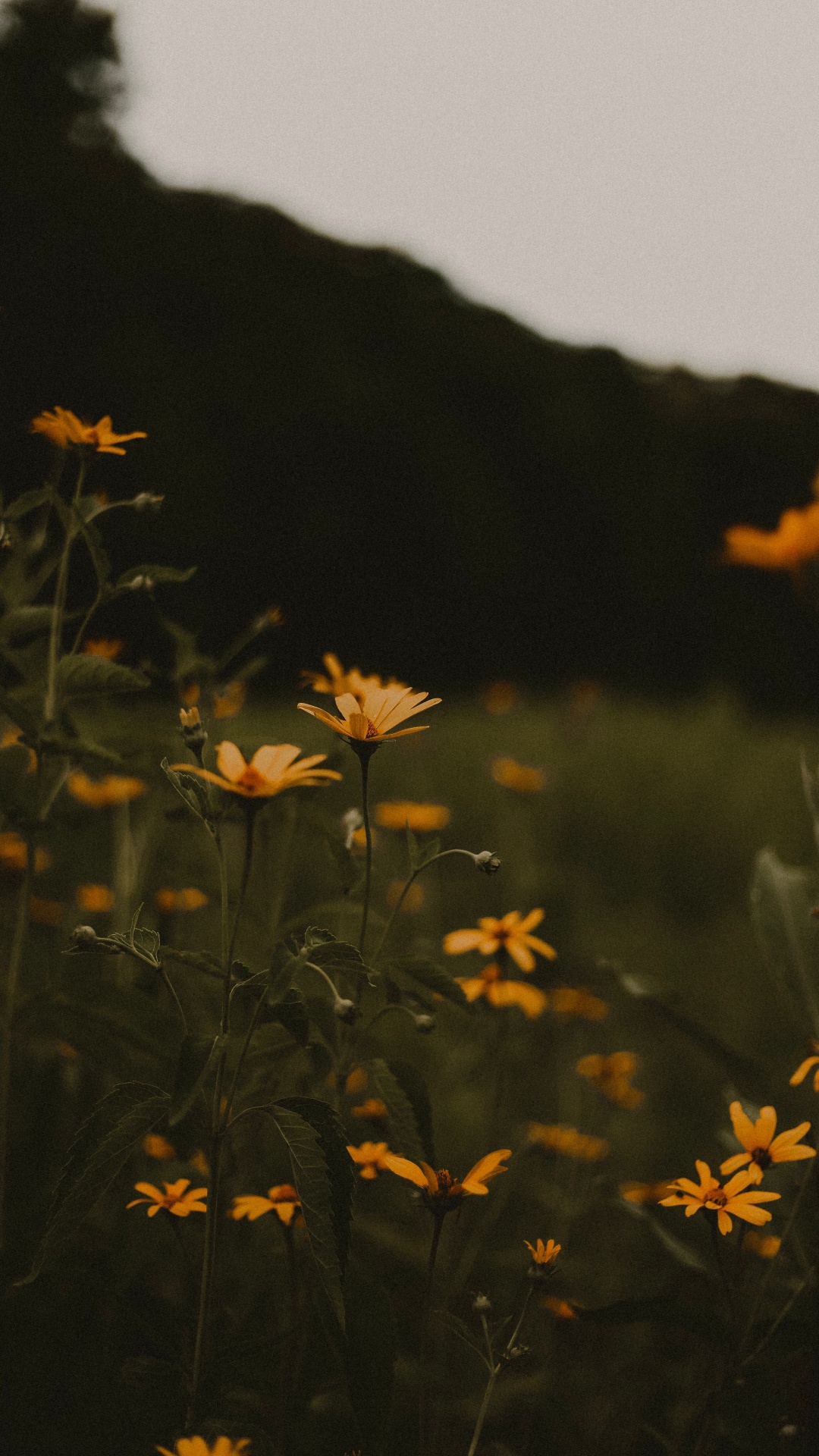 Fleurs Jaunes Avec Des Feuilles Vertes Pendant la Journée. Wallpaper in 1080x1920 Resolution