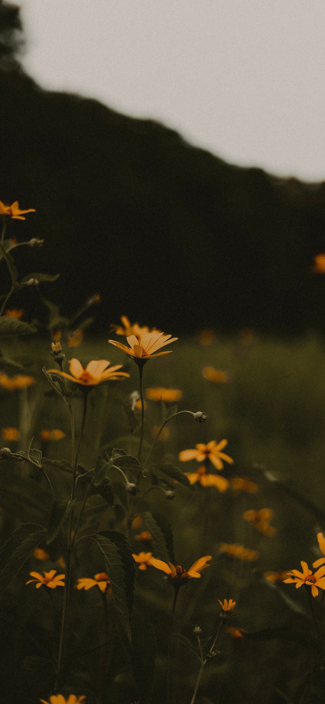 Fleurs Jaunes Avec Des Feuilles Vertes Pendant la Journée. Wallpaper in 1242x2688 Resolution