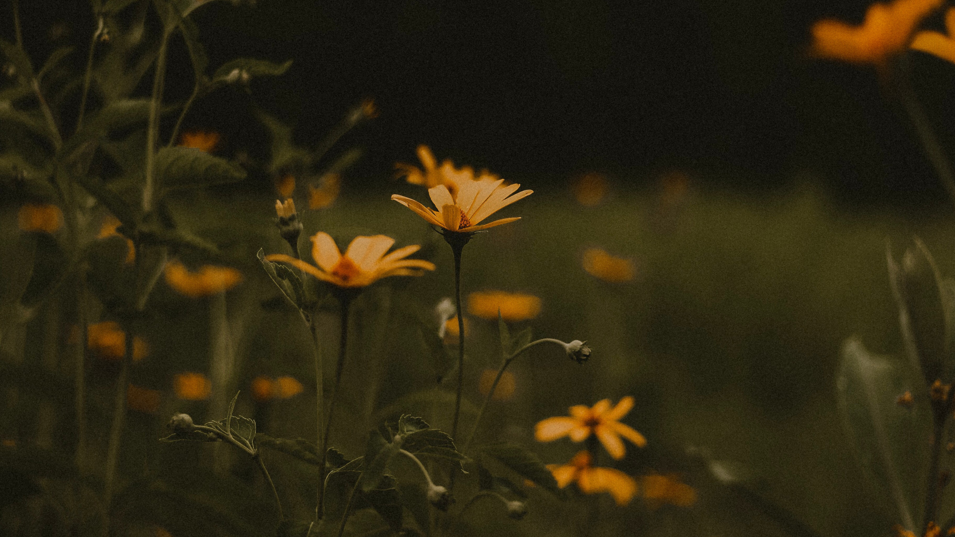 Fleurs Jaunes Avec Des Feuilles Vertes Pendant la Journée. Wallpaper in 1920x1080 Resolution