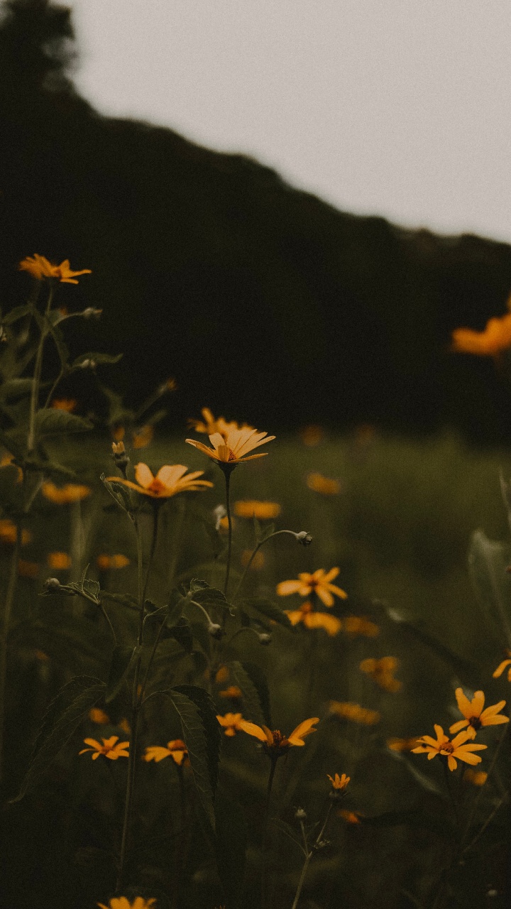 Fleurs Jaunes Avec Des Feuilles Vertes Pendant la Journée. Wallpaper in 720x1280 Resolution