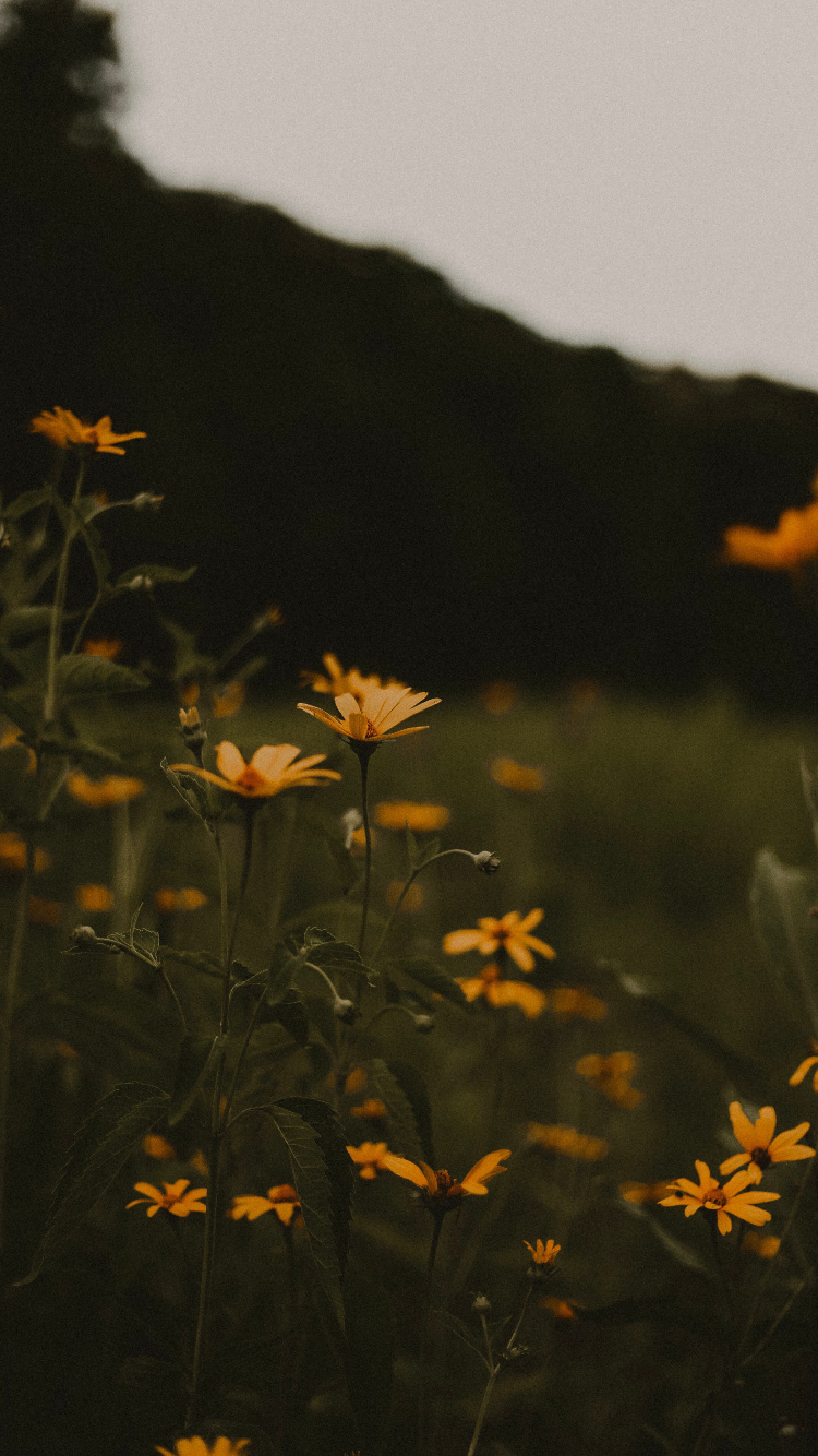 Fleurs Jaunes Avec Des Feuilles Vertes Pendant la Journée. Wallpaper in 750x1334 Resolution
