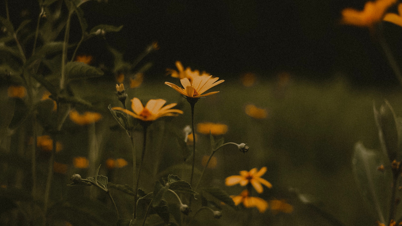 Yellow Flowers With Green Leaves During Daytime. Wallpaper in 1280x720 Resolution