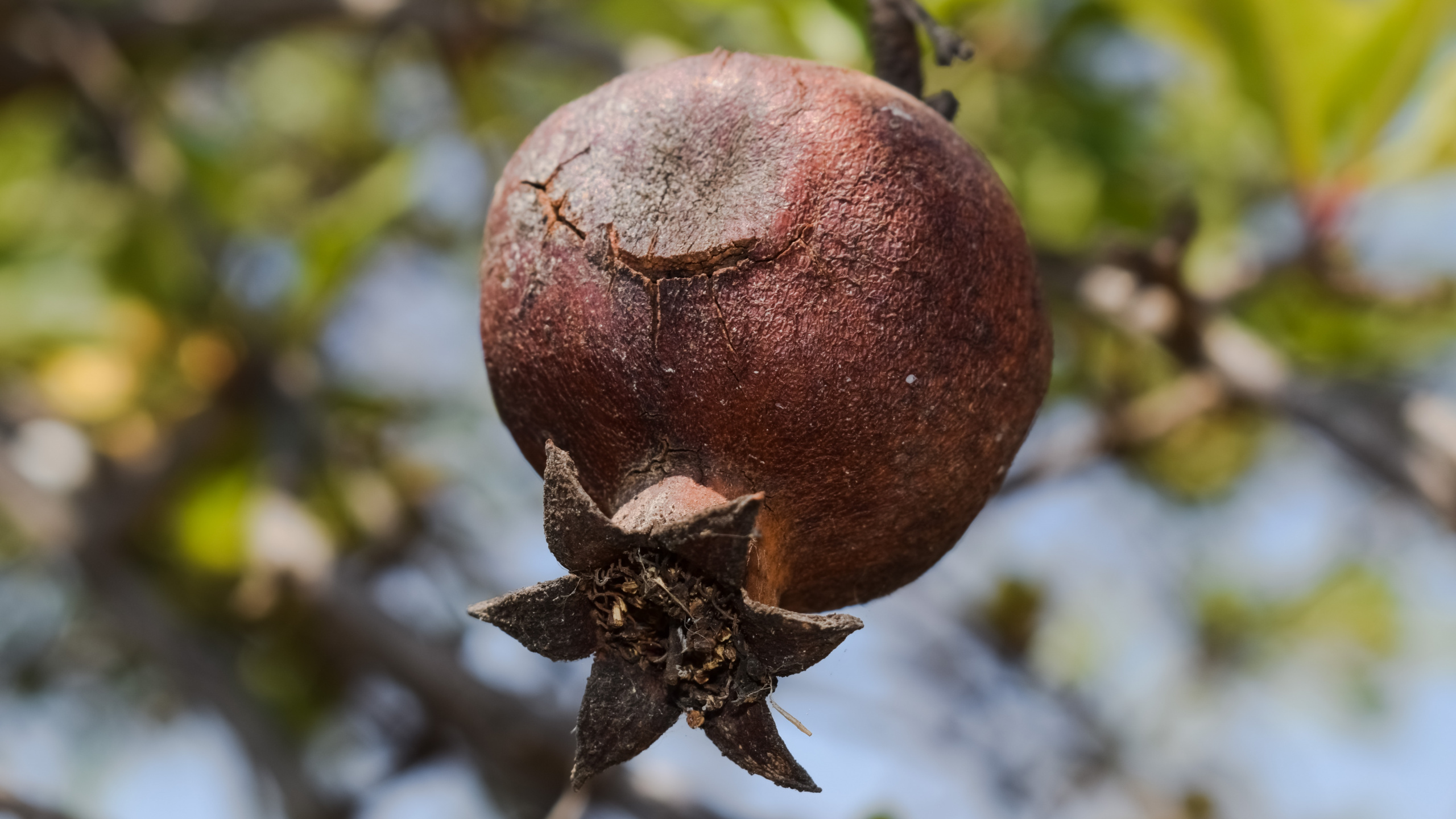 Granatapfel, Fabrik, Beeren, Baum, Reifung. Wallpaper in 2560x1440 Resolution