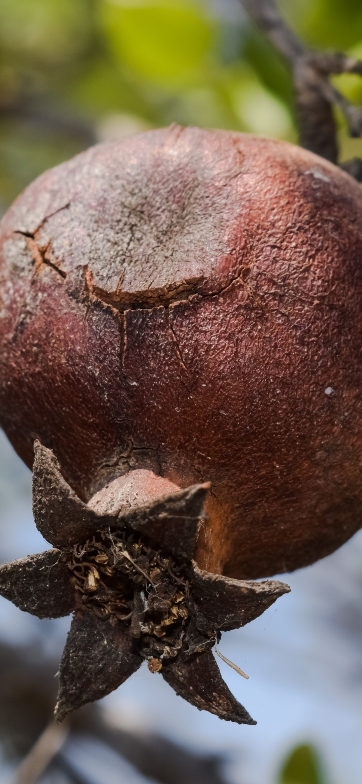 Pomegranate, Fruit, Plant, Factory, Flower. Wallpaper in 1242x2688 Resolution