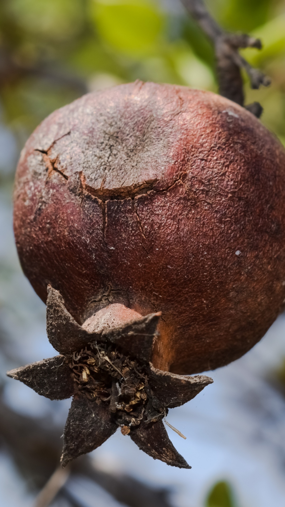 Grenade, Fruits, Usine, Berry, Maturation. Wallpaper in 1080x1920 Resolution