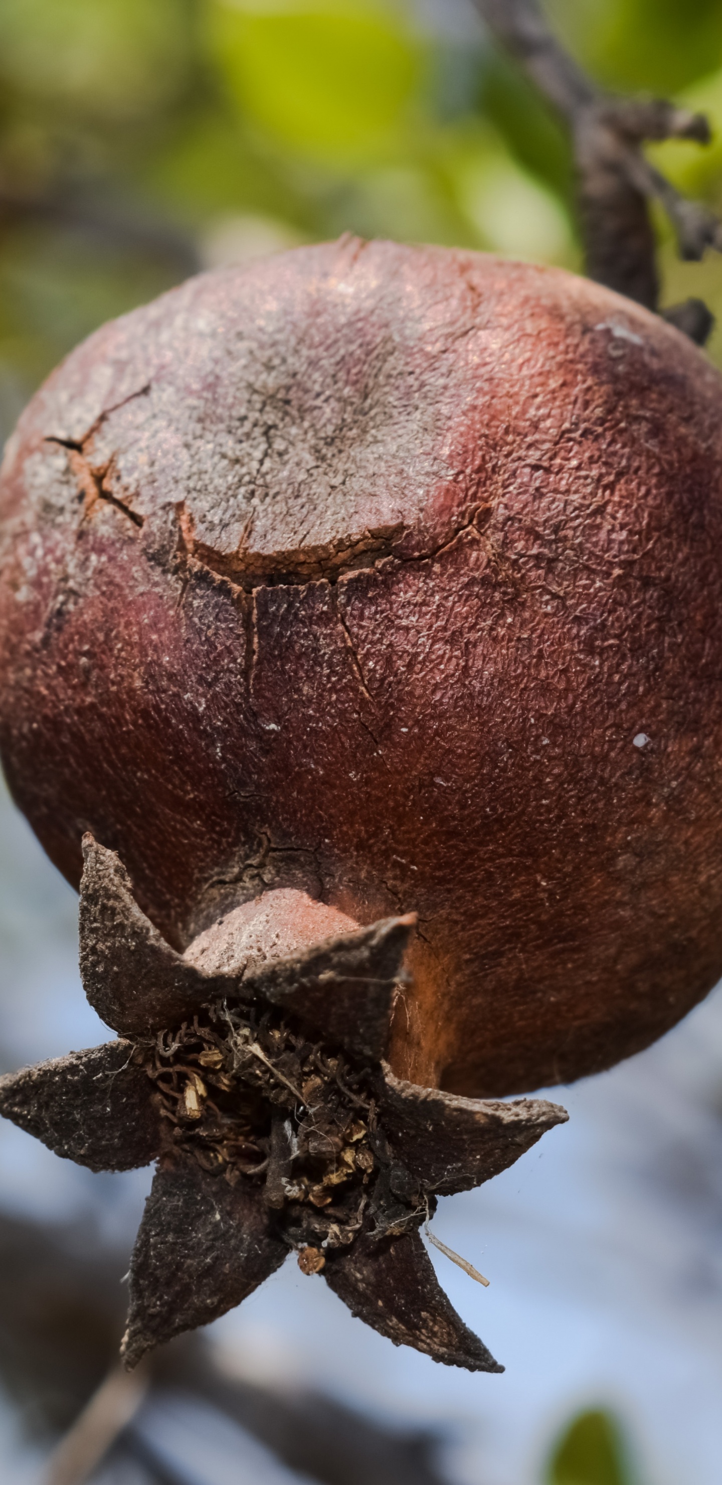 Grenade, Fruits, Usine, Berry, Maturation. Wallpaper in 1440x2960 Resolution