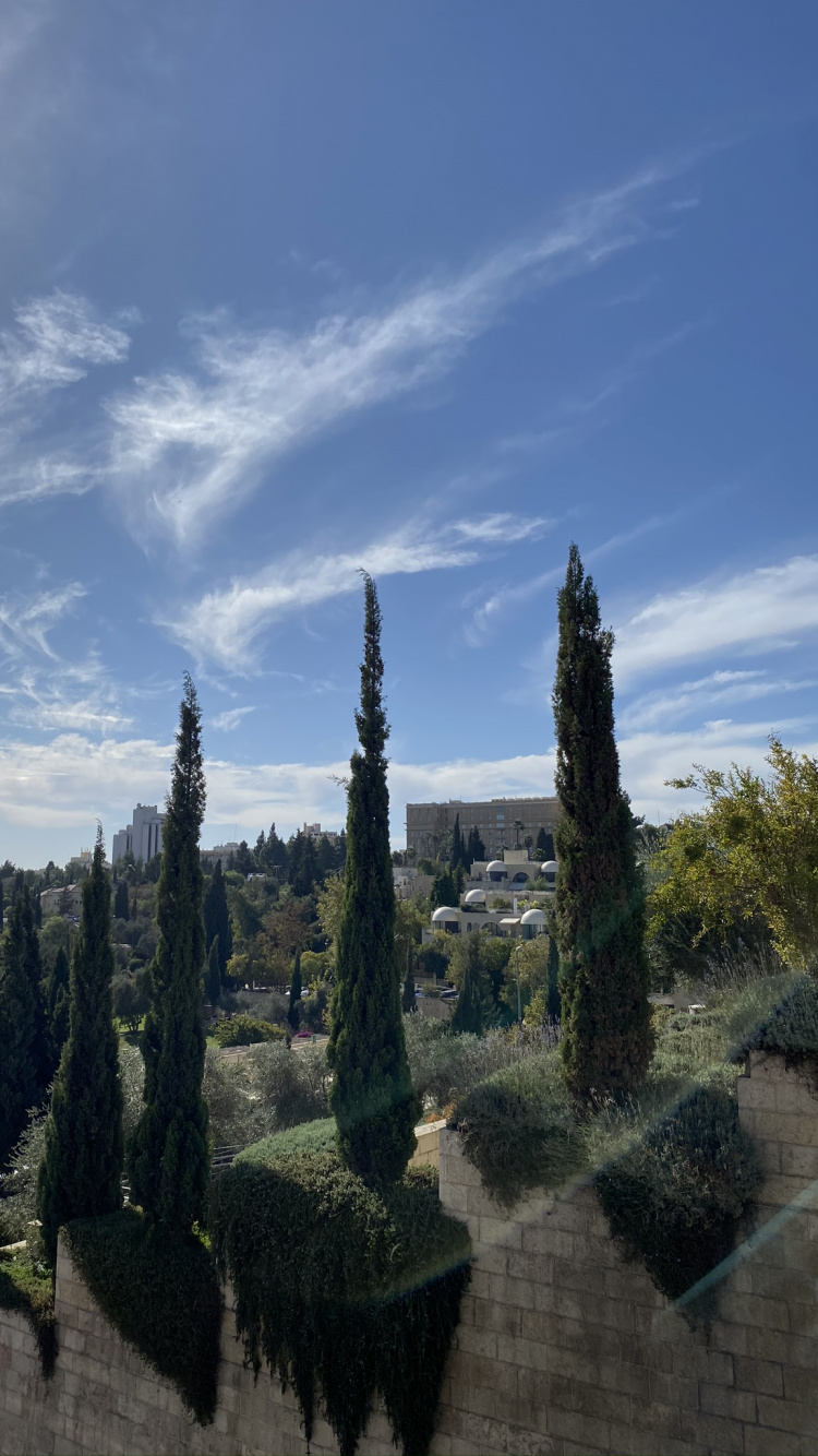 Bioma, Ecología, Biología, Ciencia, Evergreen. Wallpaper in 750x1334 Resolution