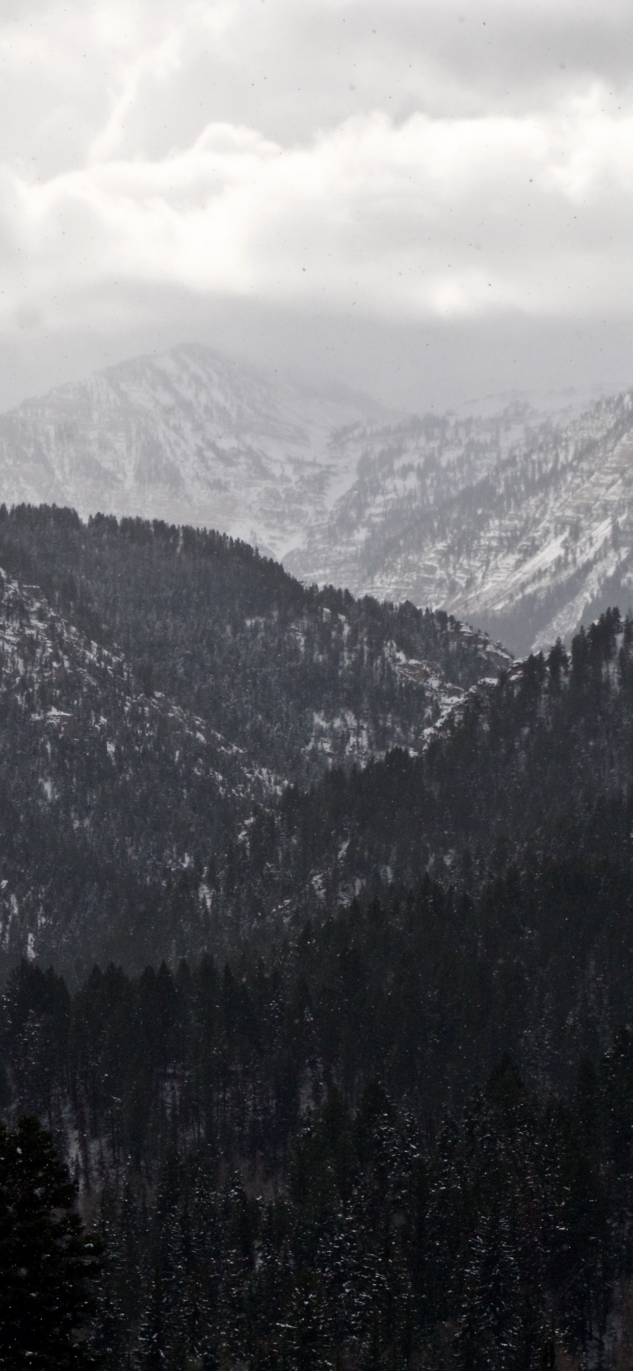 山脉, 多山的地貌, 荒野, 云杉林, 阿尔卑斯山 壁纸 1242x2688 允许