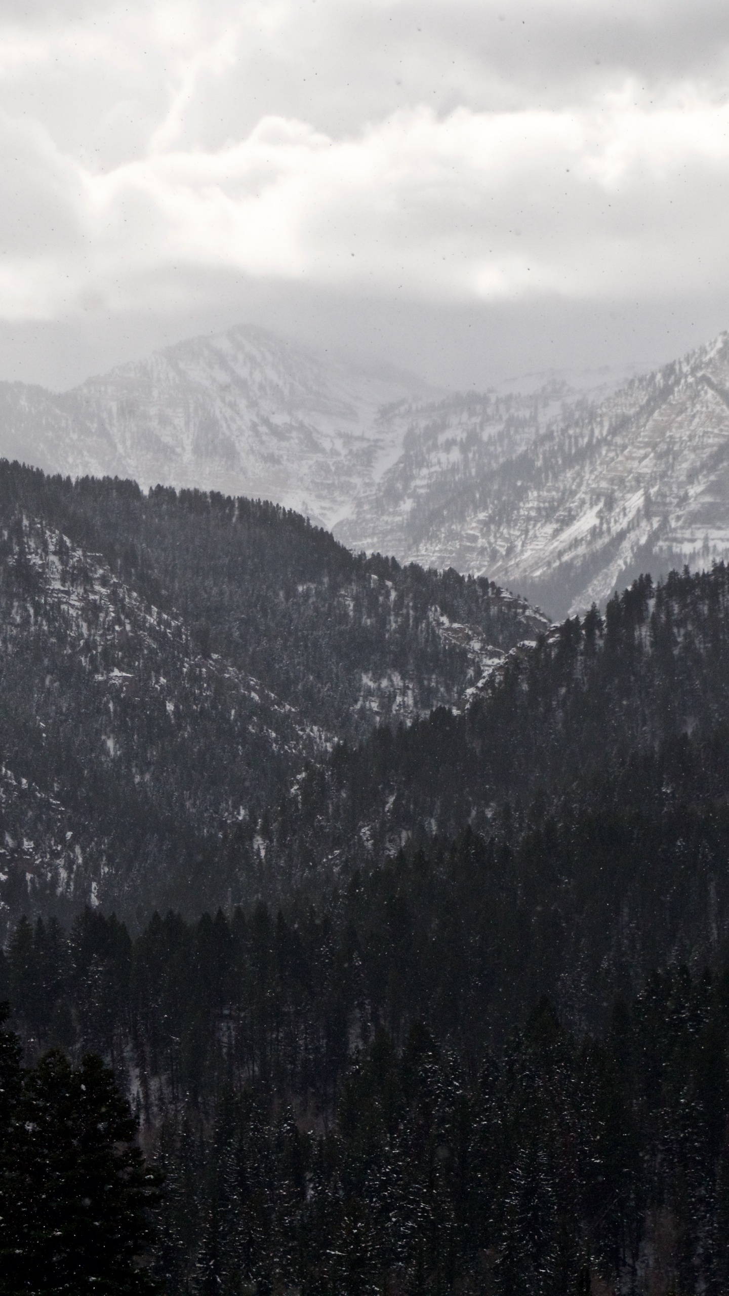 山脉, 多山的地貌, 荒野, 云杉林, 阿尔卑斯山 壁纸 1440x2560 允许