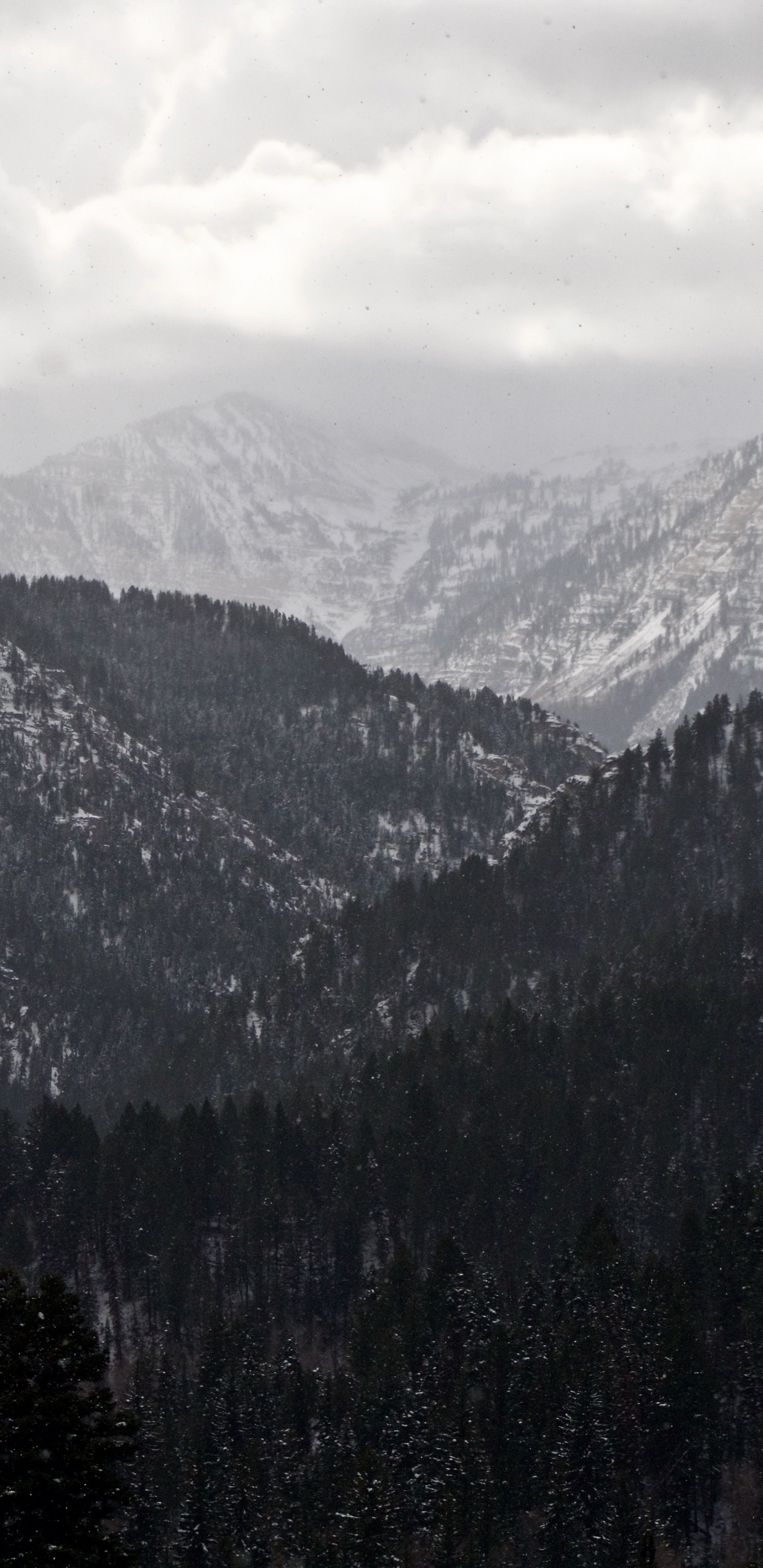 山脉, 多山的地貌, 荒野, 云杉林, 阿尔卑斯山 壁纸 1440x2960 允许