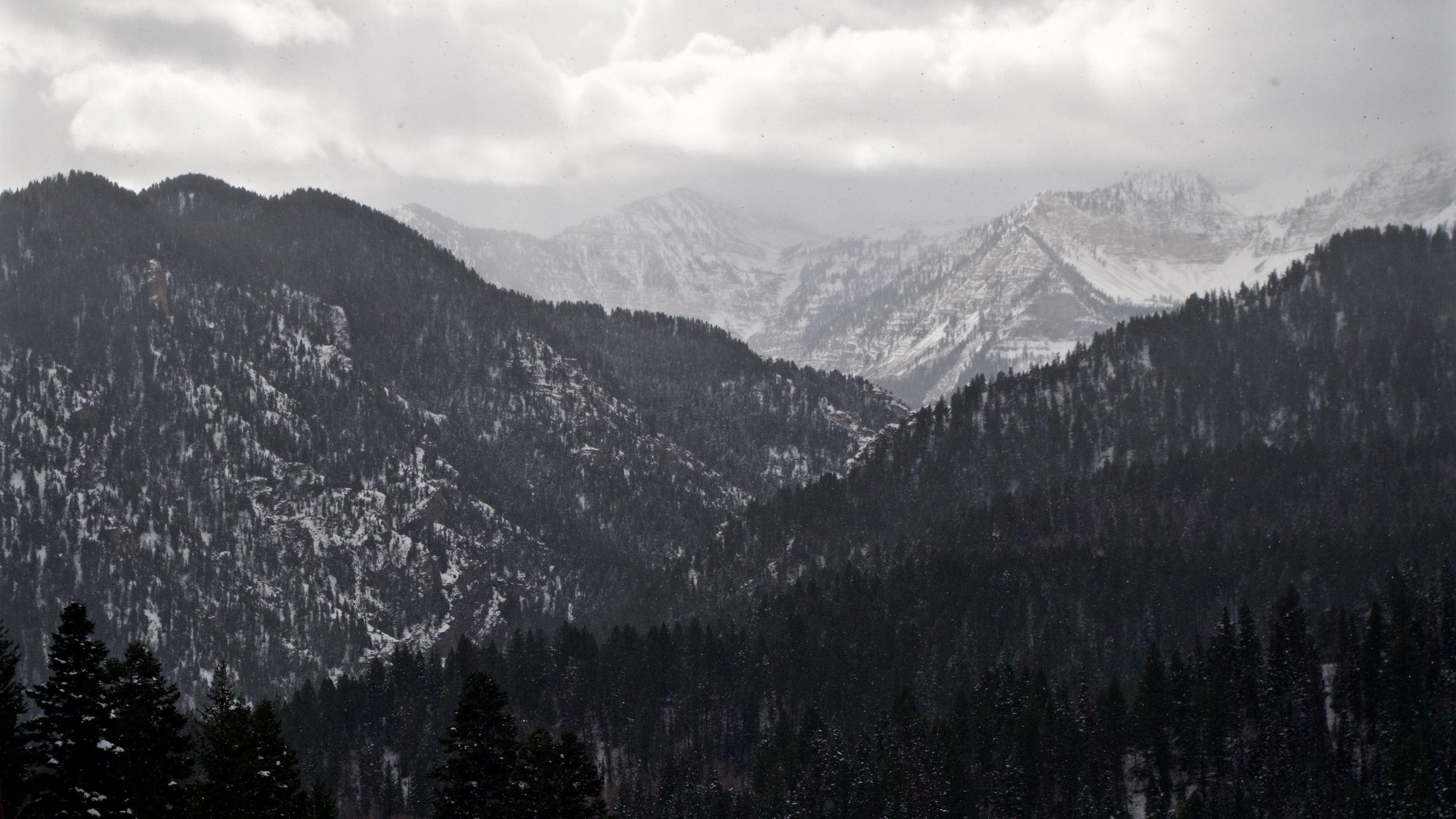 山脉, 多山的地貌, 荒野, 云杉林, 阿尔卑斯山 壁纸 2560x1440 允许