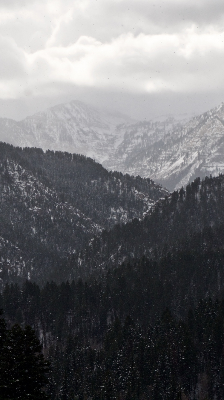 山脉, 多山的地貌, 荒野, 云杉林, 阿尔卑斯山 壁纸 750x1334 允许