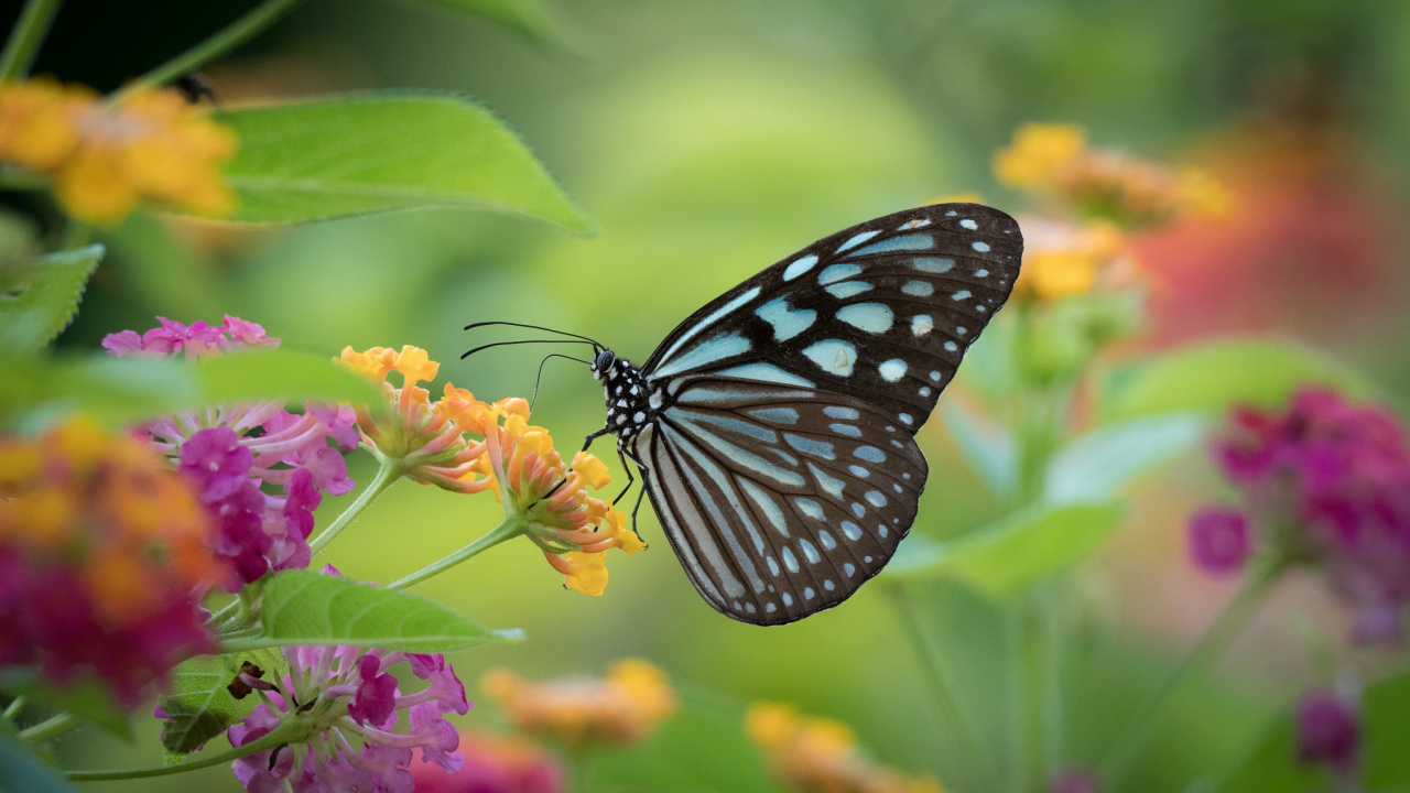 Black and White Butterfly Perched on Purple Flower in Close up Photography During Daytime. Wallpaper in 1280x720 Resolution