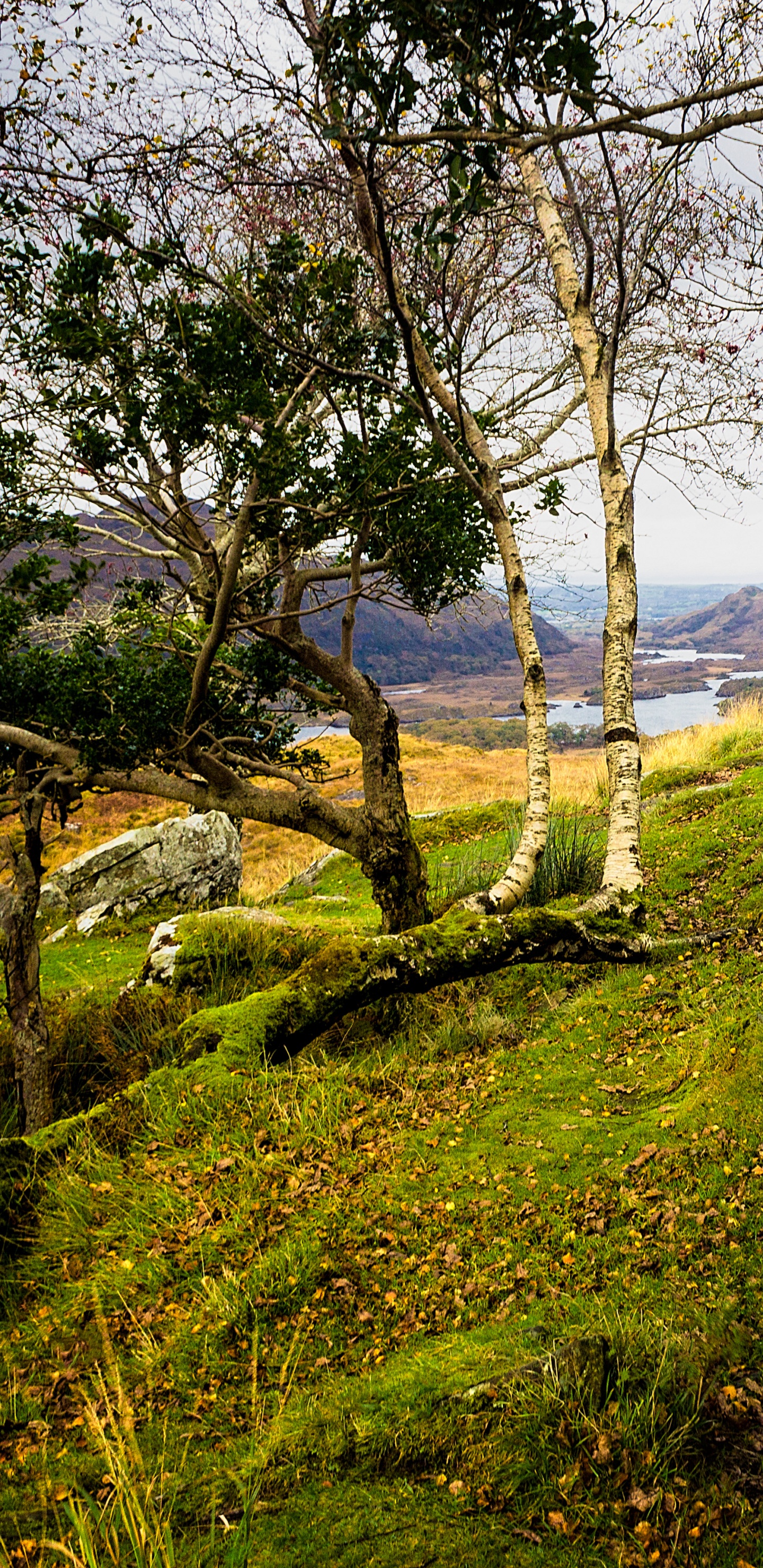 Campo de Hierba Verde Cerca Del Cuerpo de Agua Durante el Día. Wallpaper in 1440x2960 Resolution