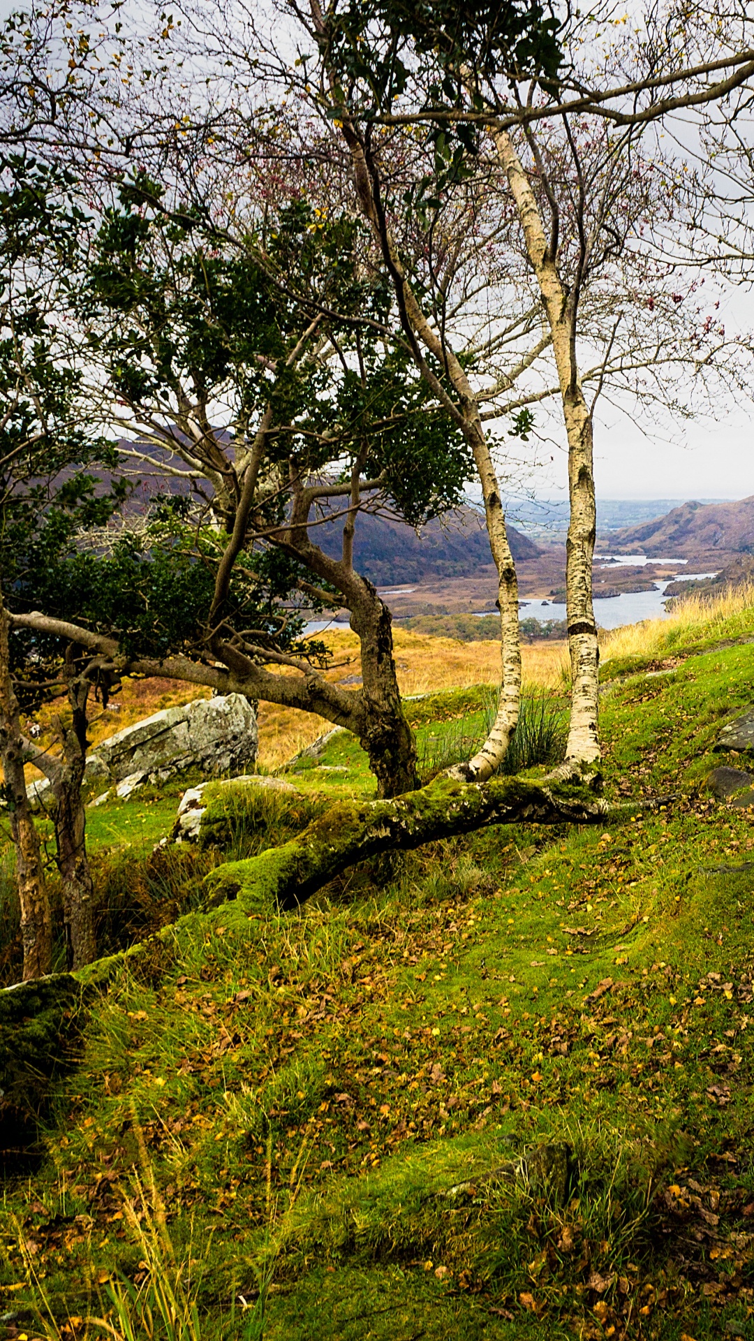 性质, 植被, 荒野, 草, 自然保护区 壁纸 1080x1920 允许