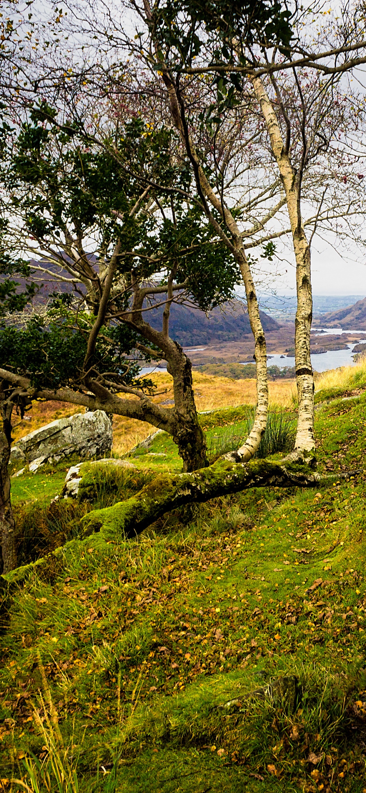 性质, 植被, 荒野, 草, 自然保护区 壁纸 1242x2688 允许