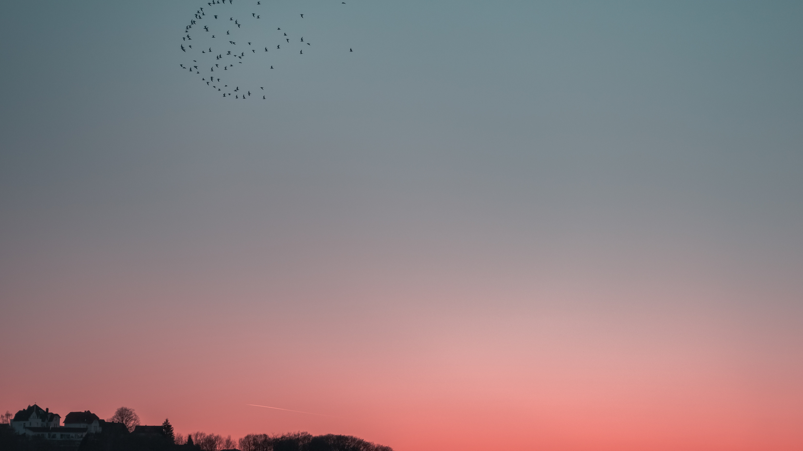 Bird Migration, Cloud, Abend, Horizont, Herde. Wallpaper in 2560x1440 Resolution