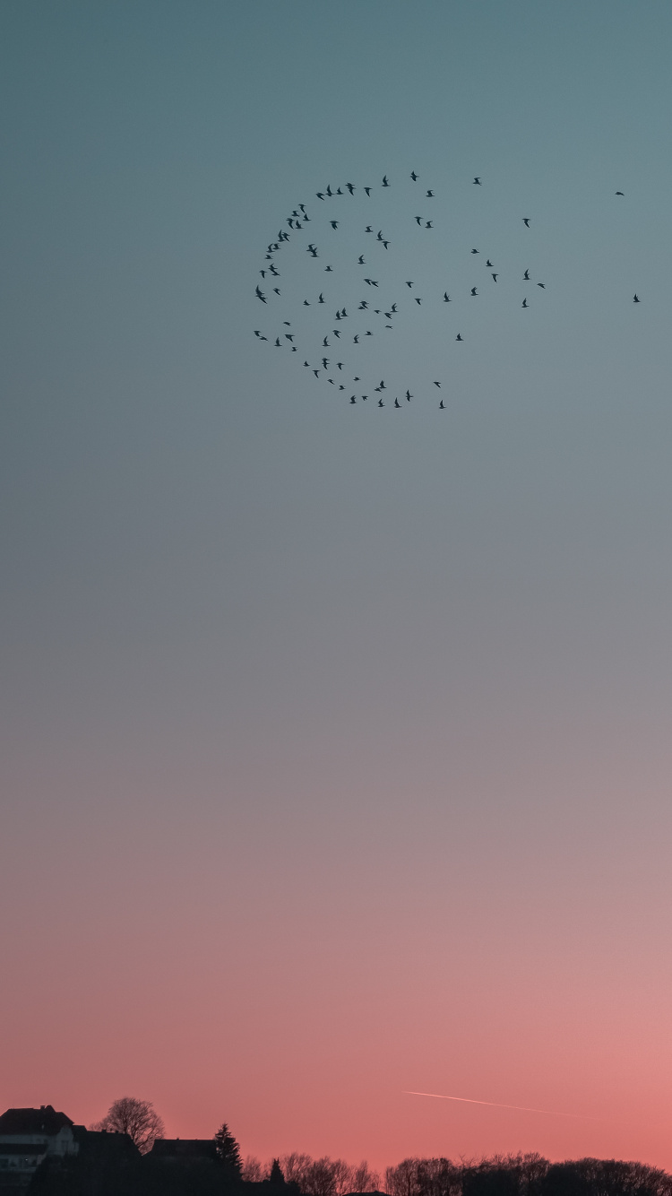 la Migración de Las Aves, Noche, Rebaño, Ave. Wallpaper in 750x1334 Resolution