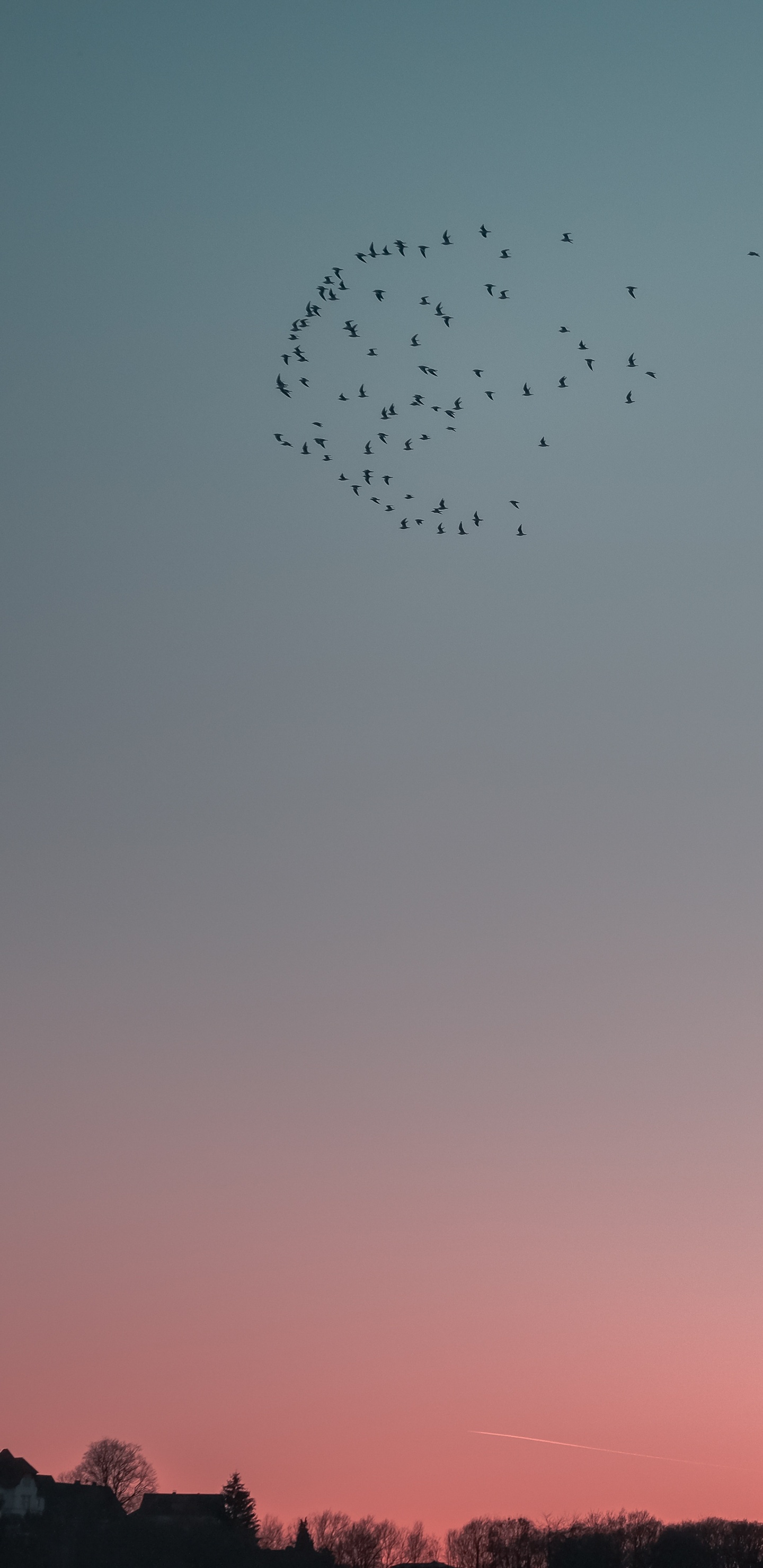 la Migration Des Oiseaux, Soir, Horizon, Troupeau, Oiseau. Wallpaper in 1440x2960 Resolution