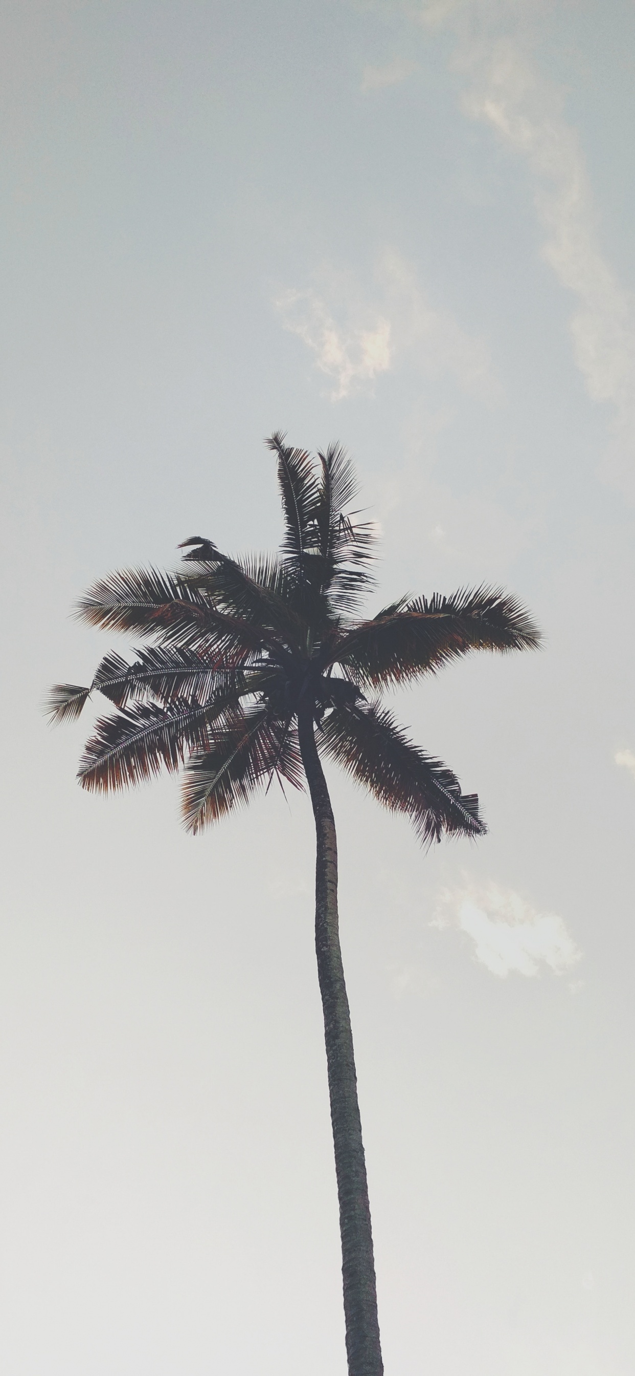 Palmera, Planta Leñosa, Fecha de la Palma, Borassus Flabellifer, Fábrica. Wallpaper in 1242x2688 Resolution