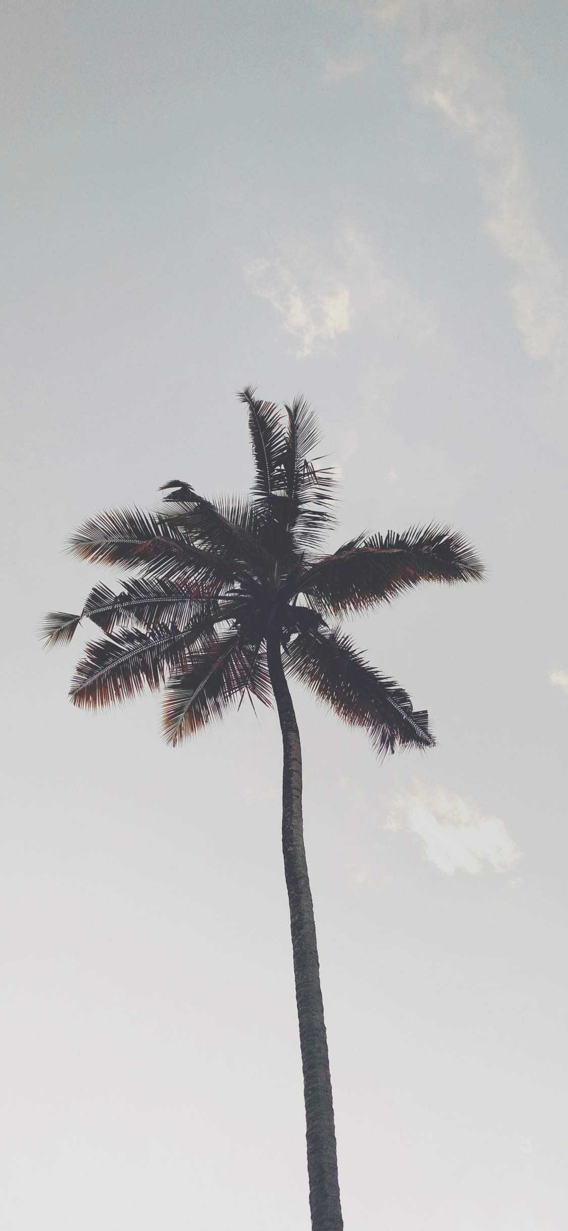 Palme, Baum, Woody Pflanze, Dattelpalme, Borassus Flabellifer. Wallpaper in 1125x2436 Resolution