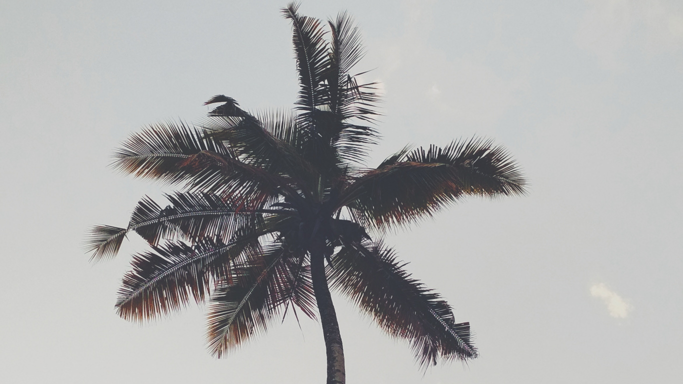 Palme, Baum, Woody Pflanze, Dattelpalme, Borassus Flabellifer. Wallpaper in 1366x768 Resolution