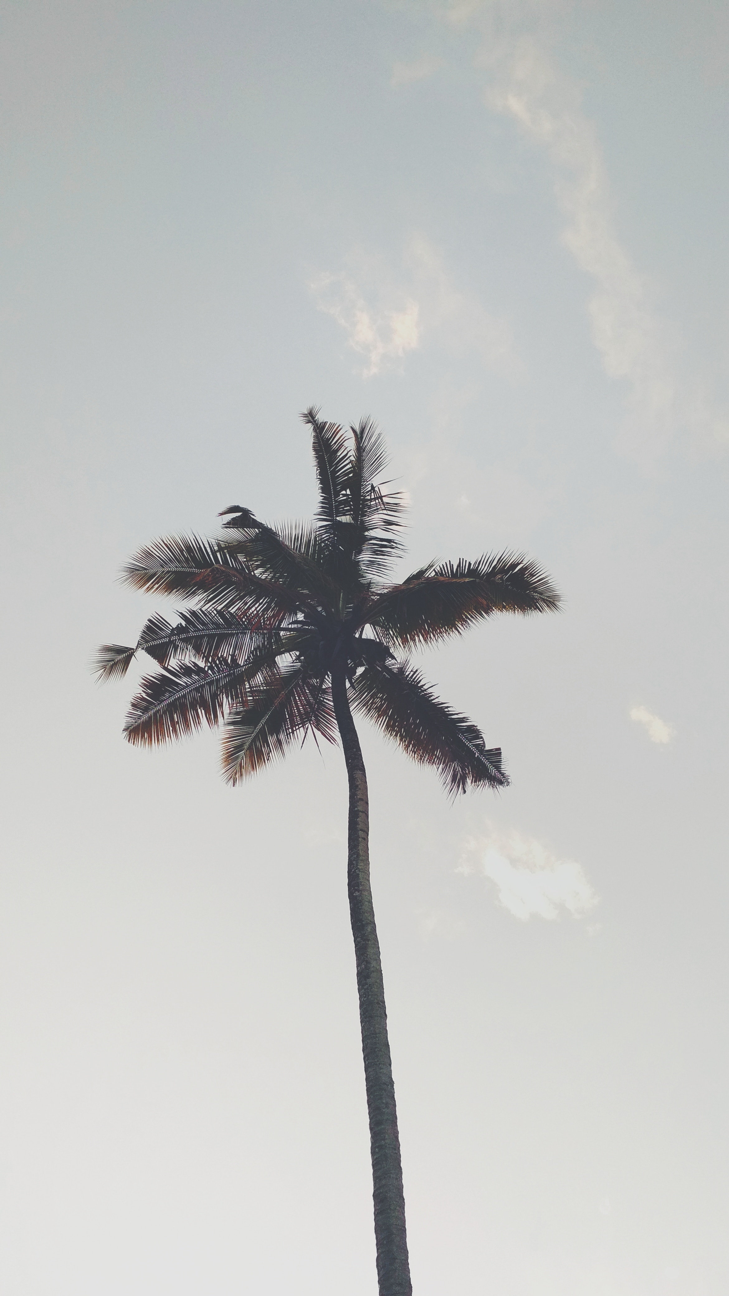 Glitter Palm Tree aesthetics black and white clouds nature palm tree  sky HD phone wallpaper  Peakpx
