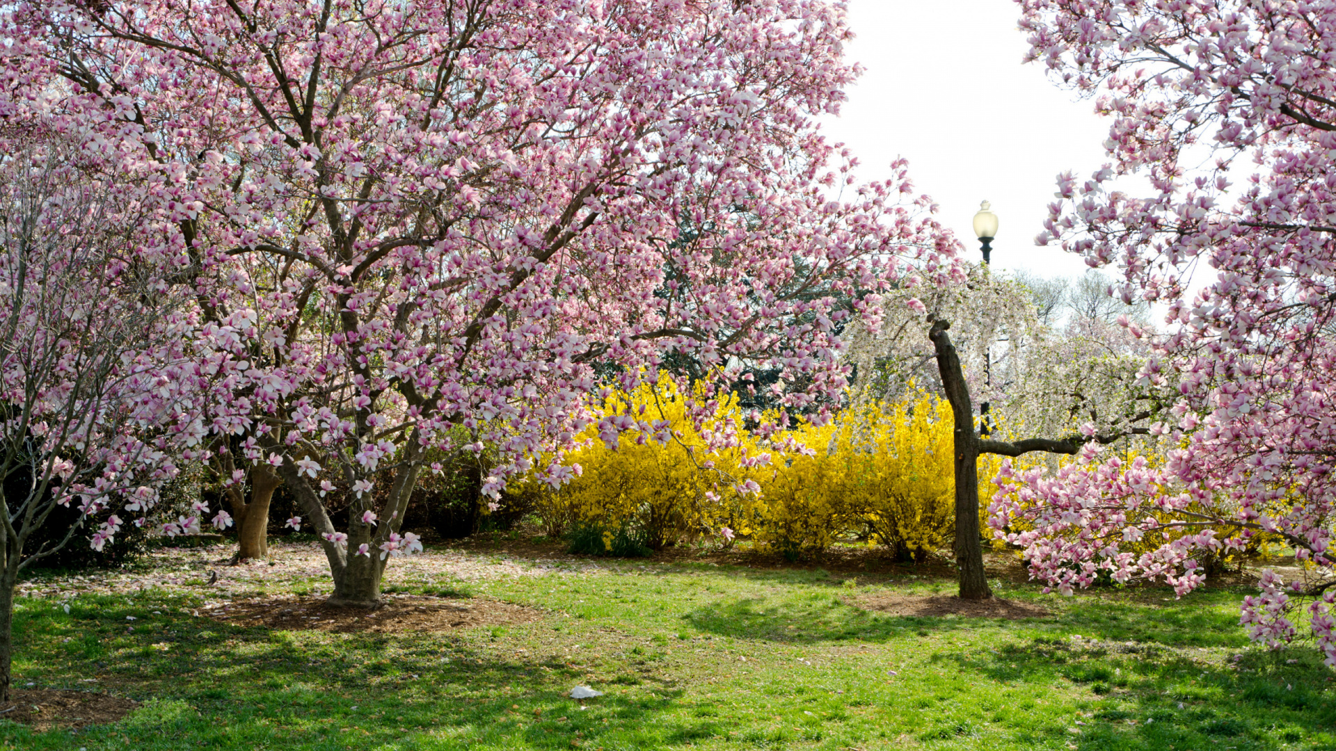 Ilustración, la Comunidad Vegetal, la Botánica, Sucursal, Paisaje Natural. Wallpaper in 1920x1080 Resolution