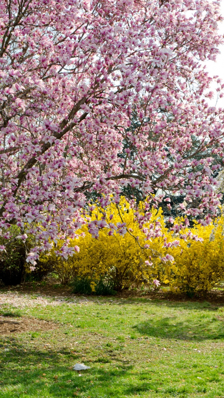 Ilustración, la Comunidad Vegetal, la Botánica, Sucursal, Paisaje Natural. Wallpaper in 720x1280 Resolution