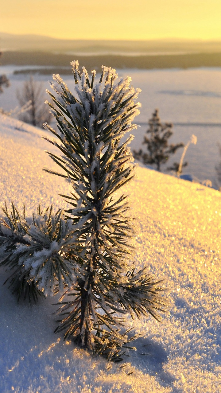 Planta Verde Sobre Suelo Cubierto de Nieve Durante el Día. Wallpaper in 720x1280 Resolution