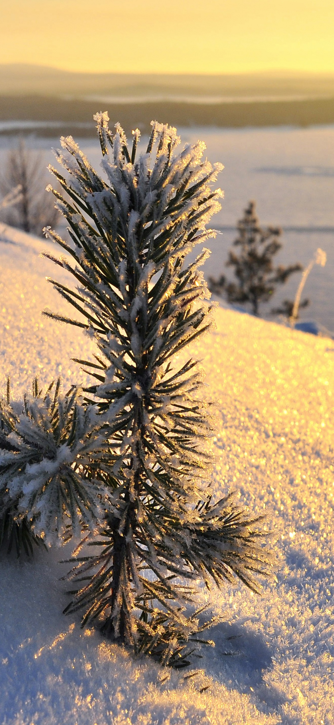 Plante Verte Sur Sol Couvert de Neige Pendant la Journée. Wallpaper in 1125x2436 Resolution