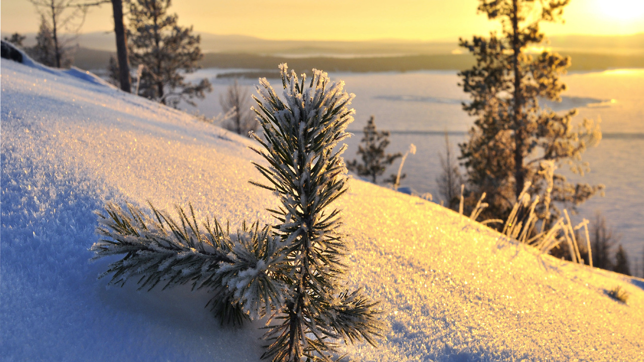 Plante Verte Sur Sol Couvert de Neige Pendant la Journée. Wallpaper in 1280x720 Resolution