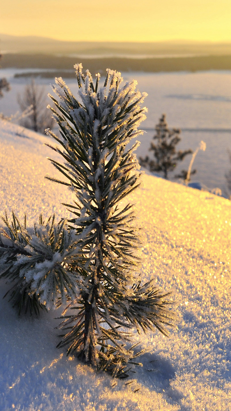 Plante Verte Sur Sol Couvert de Neige Pendant la Journée. Wallpaper in 750x1334 Resolution