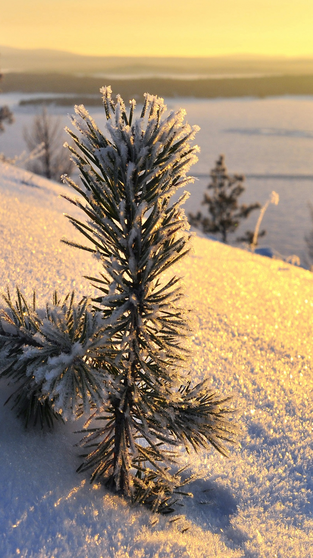 Grünpflanze Auf Schneebedecktem Boden Tagsüber. Wallpaper in 1080x1920 Resolution